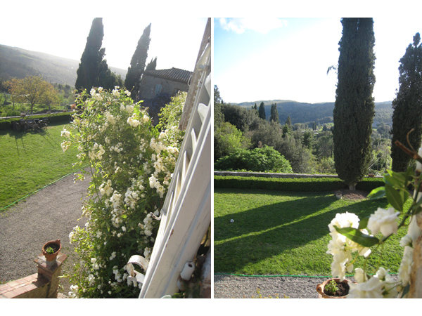 italian roses covering a tuscan villa outside siena