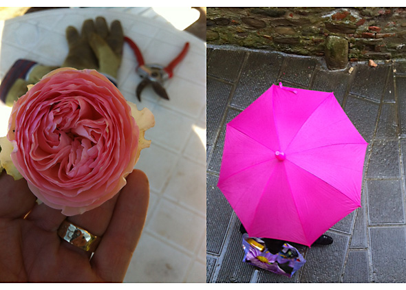roses and umbrian umbrellas