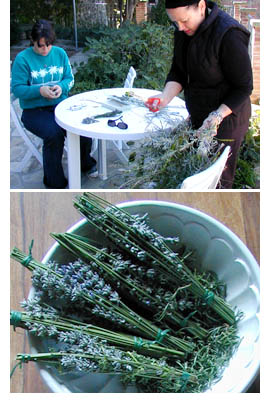 in an Umbrian garden havesting lavender