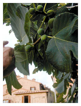 Our Umbrian fig tree in full fruit