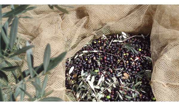 NET WORTH, ITALIAN OLIVE HARVEST