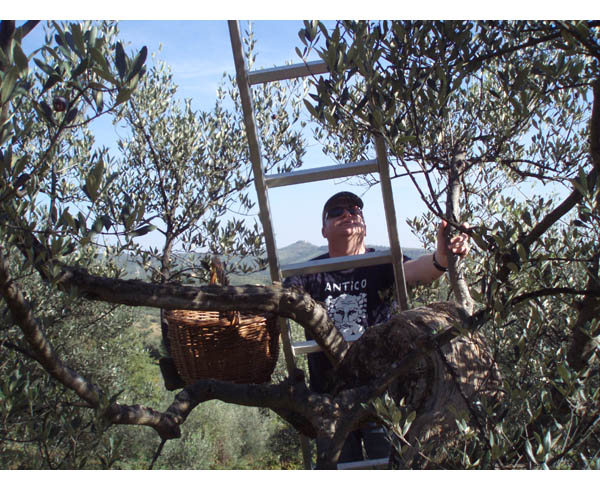 Aussie up a tree in Italy. and he's a pickin'