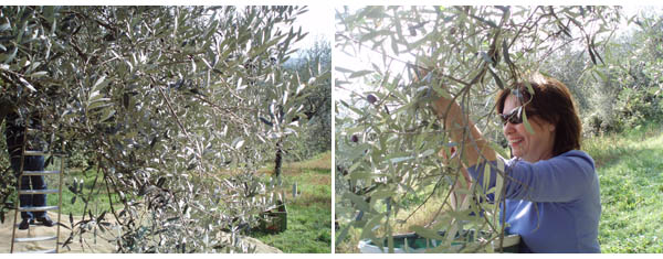 olive picking time in central Italy