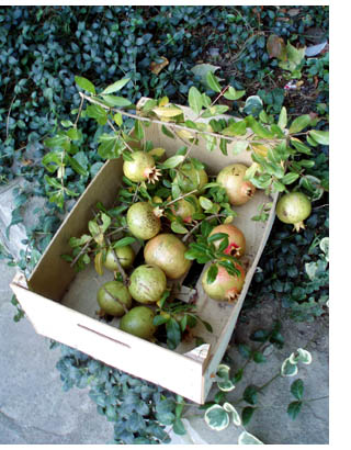 box of italian pomegranates