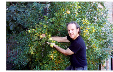 pomegranate on the bush in umbrian garden