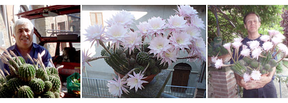 umbrian flower explosion