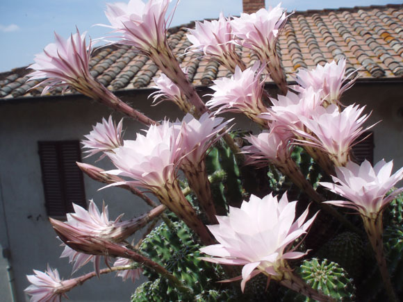 umbrian flower explosion