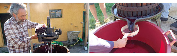 pressing grapes outside cortona, italy. warm tuscan fun