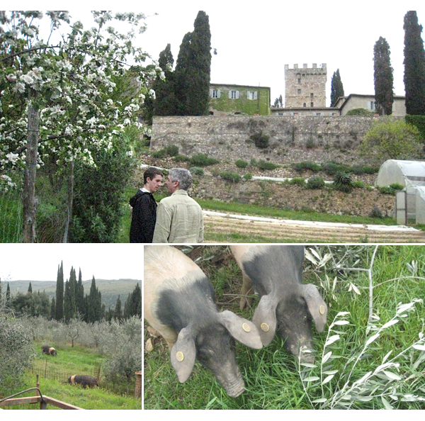 spannocchia and their cinta sienese belted pigs