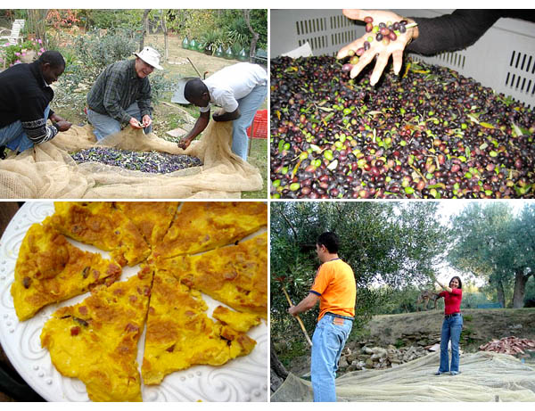 olive harvest in Panicale in Umbria in Italy 2008