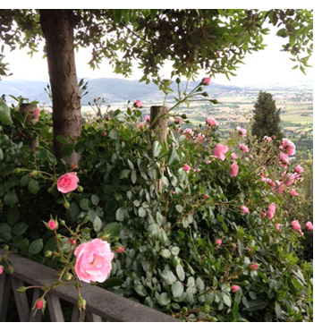 rosescortona350, cortona, italy