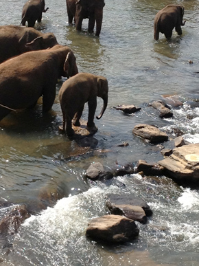 elephantbath